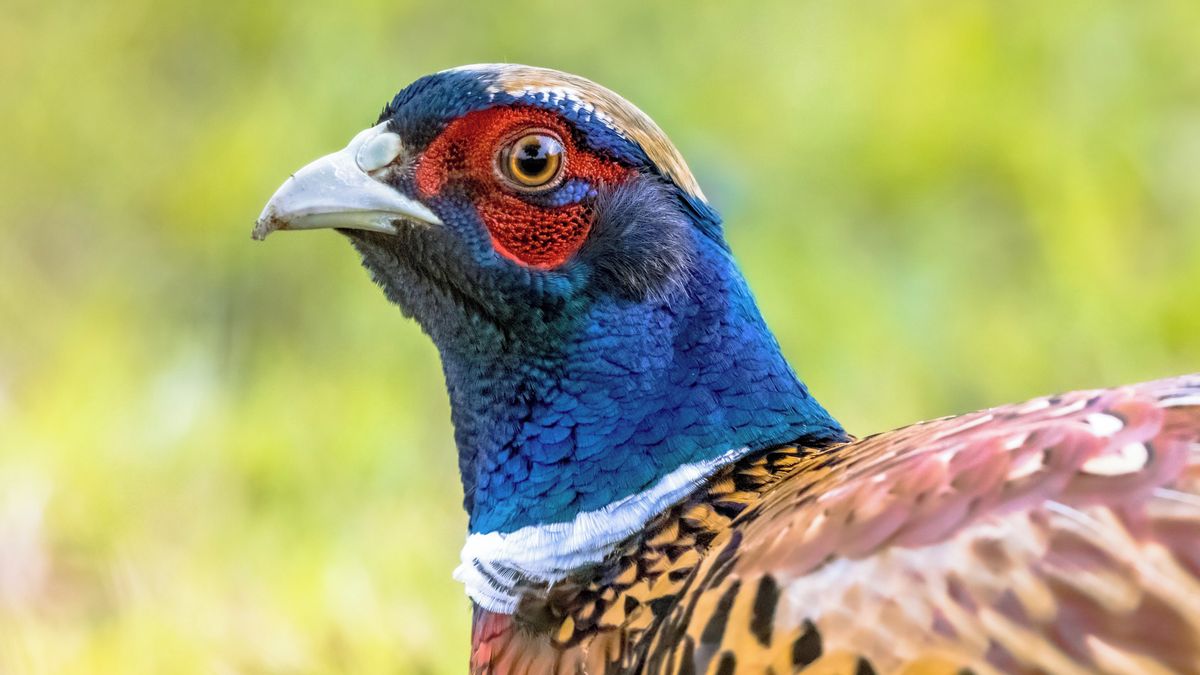 V bažantnici na Písecku je ptačí chřipka, zlikvidovat se musí 10 tisíc ptáků